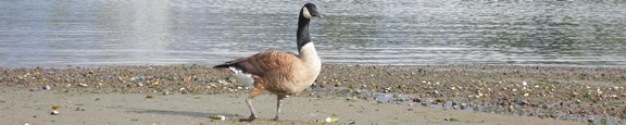 1 goose